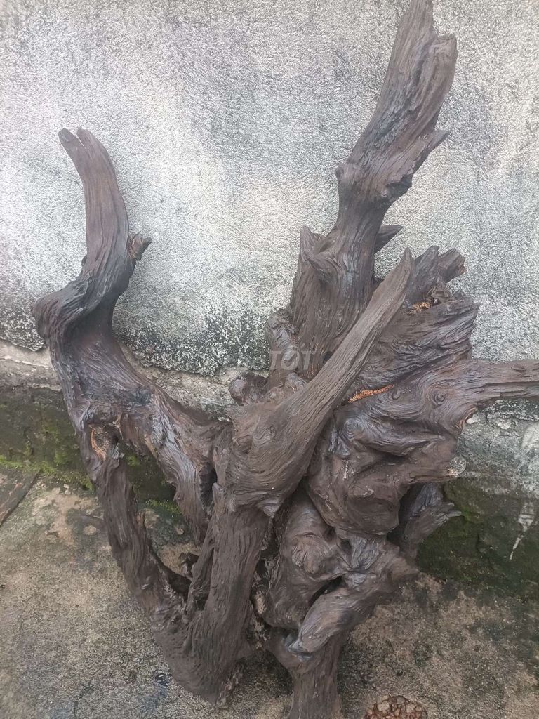 Đồ trang trí Gỗ lũa Phong thủy Nâu sẫm. Mua bán Đồ sưu tầm, đồ cổ tại Quận 6 Tp Hồ Chí Minh được đăng bởi đang Nguyễn Phương ngan hình 1