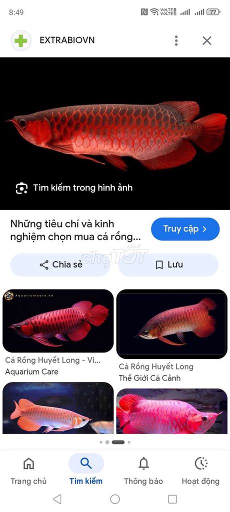 Cá Rồng Huyết Long Đỏ Khỏe mạnh. Mua bán Thú cưng khác tại Quận Liên Chiểu Đà Nẵng được đăng bởi h hình 1