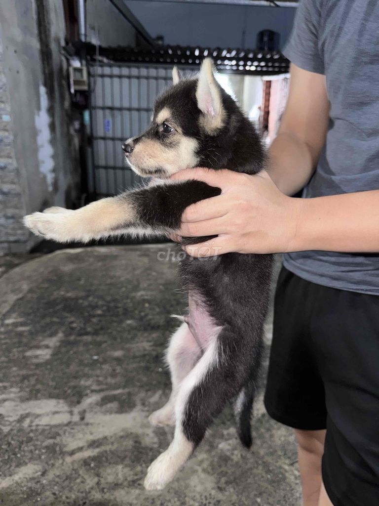 Chó Husky lai Đen trắng vàng 3 tháng. Mua bán Chó tại Huyện Bình Chánh Tp Hồ Chí Minh được đăng bởi Đinh Công Thành hình 1