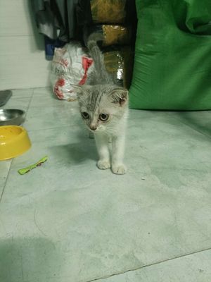 Mèo anh lông ngắn. Mua bán Mèo tại Huyện Bình Chánh Tp Hồ Chí Minh được đăng bởi Thao Dao