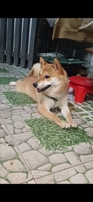 Shiba đang rớt máu có giao lưu