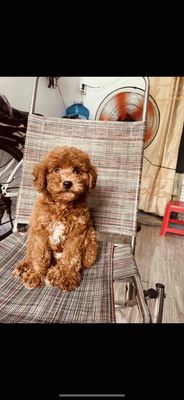 poodle tyni thuần chủng chân lùn nhà ss hình thật