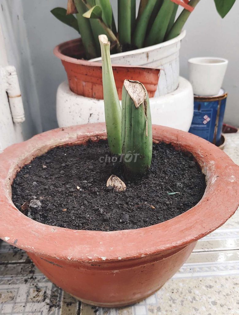 Chồi non cây kim tiền phong thủy chiêu tài. Mua bán Cây cảnh, đồ trang trí tại Quận 8 Tp Hồ Chí Minh được đăng bởi Tùng Nguyên  hình 4