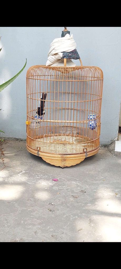 than hót đuôi 10+  Ms1671. Mua bán Chim tại Quận Cái Răng Cần Thơ được đăng bởi Nguyễn Nam hình 1