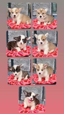 Chó Cảnh từ 2.500.000 trở lên