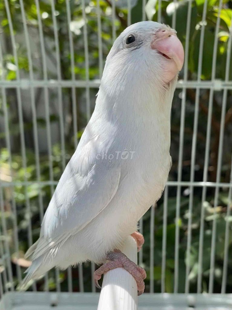 Vẹt Parrotlet màu dilute blue, mái tơ