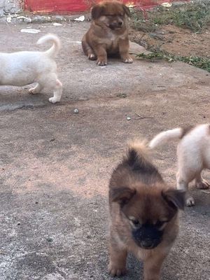 bán chó con, mẹ giống Nhật, bố becre. Mua bán Chó tại Thành phố Vũng Tàu Bà Rịa - Vũng Tàu được đăng bởi Minh Dũng
