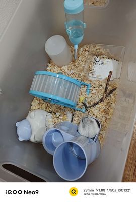 Chuột Hamster 2 bé (cả lồng và tất cả đi kèm)