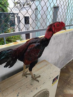 Gà tía chân xanh. Mua bán Gà tại Quận Hải Châu Đà Nẵng được đăng bởi nha