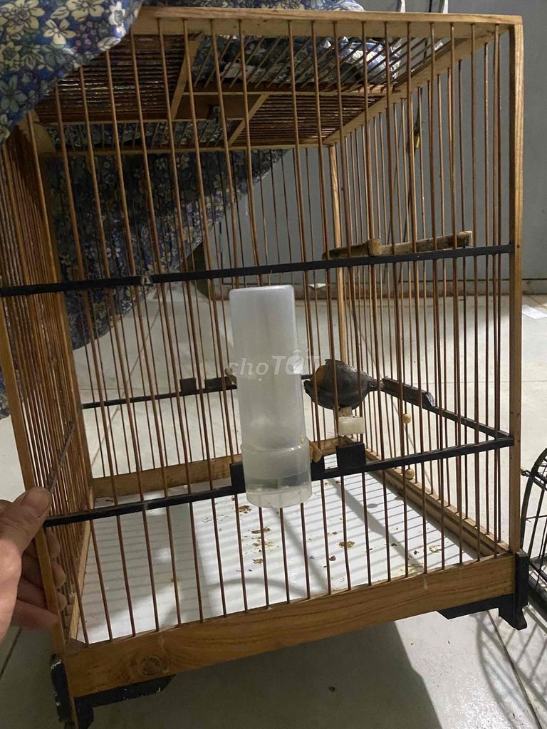 Lồng chim gỗ màu nâu mới. Mua bán Phụ kiện, Thức ăn, Dịch vụ tại Quận Hoàng Mai Hà Nội được đăng bởi entado hình 1