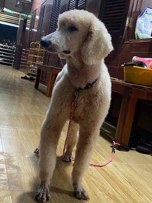 Poodle Standard Khổng Lồ. Mua bán Chó tại Quận 3 Tp Hồ Chí Minh được đăng bởi Tú Tèo