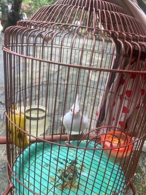 chim mái thuần cho ae ghép ss. Mua bán Chim tại Quận Bình Thạnh Tp Hồ Chí Minh được đăng bởi duy nguyen