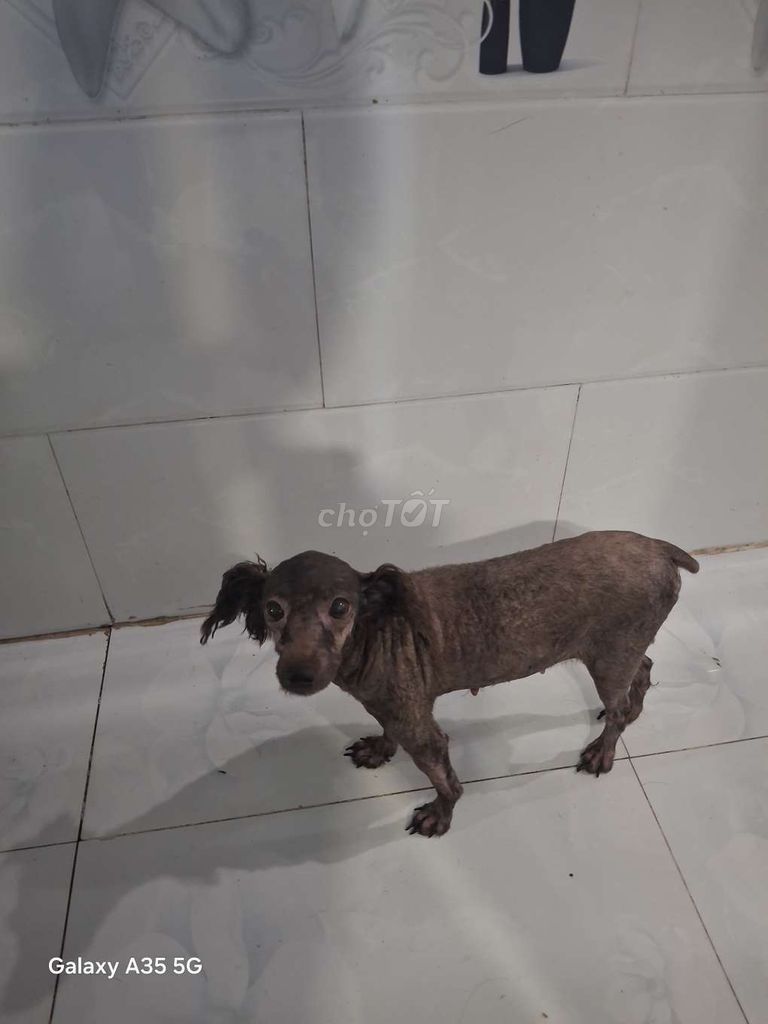 Chó Poodle cái 4 tuổi. Mua bán Chó tại Quận 4 Tp Hồ Chí Minh được đăng bởi Le Thị Kén hình 1