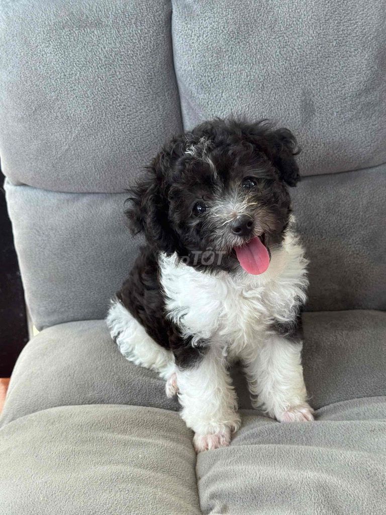 Chó Tiny Poodle Mini Đen trắng, Trắng kem. Mua bán Chó tại Thành phố Cao Lãnh Đồng Tháp được đăng bởi Nguyễn Lập hình 1