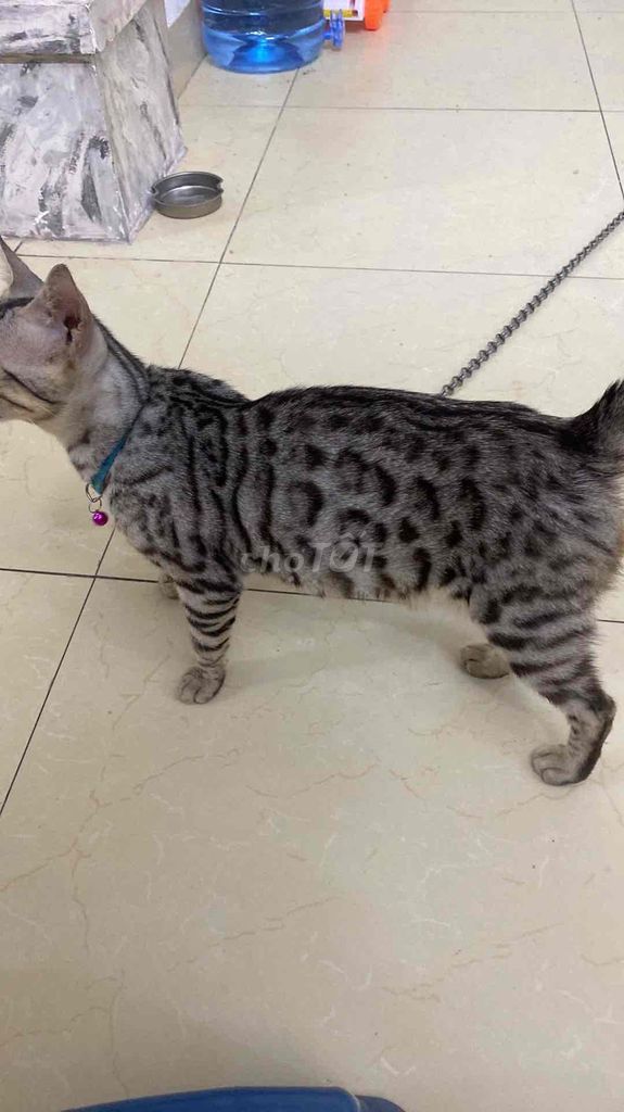 Mèo Bengal đực Vân hoa dưới 1 tuổi. Mua bán Mèo tại Quận Cầu Giấy Hà Nội được đăng bởi Hang Nguyen hình 1