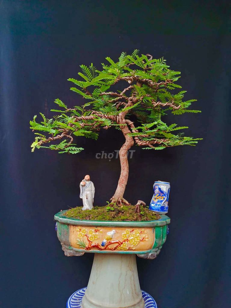 Cây Me chua bonsai cao 60cm