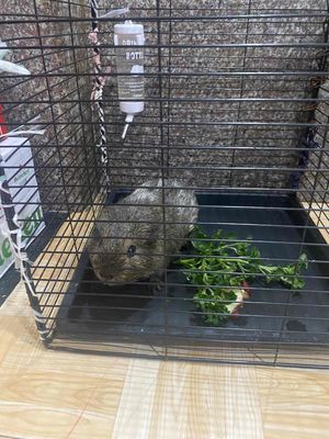 Chuột lang Nâu xám