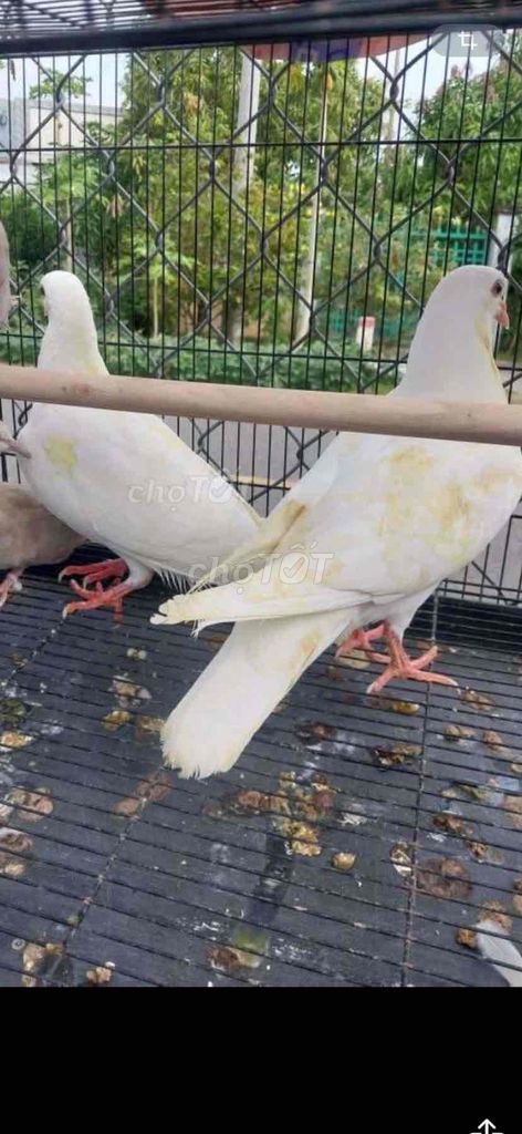 Chim bồ câu Pháp trên 3 tháng. Mua bán Chim tại Quận Tây Hồ Hà Nội được đăng bởi Anh hình 1