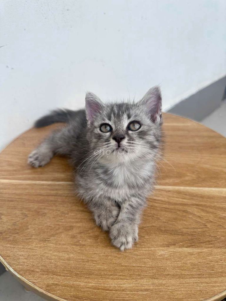 Mèo con màu Xám. Mua bán Mèo tại Thành phố Thủ Đức Tp Hồ Chí Minh được đăng bởi huu thang hình 1