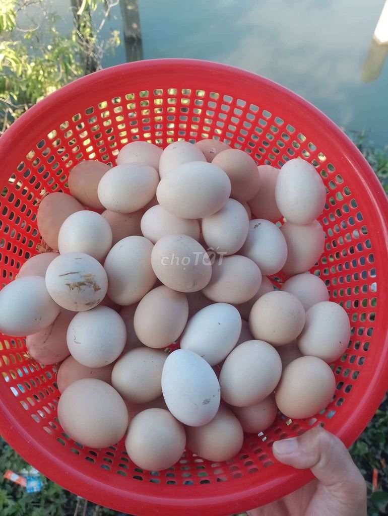 Trứng gà ta nuôi nhà. Mua bán Đồ ăn, thực phẩm và các loại khác tại Thành phố Vĩnh Long Vĩnh Long được đăng bởi  Huỳnh Văn Phong hình 1