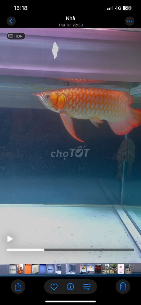 Cần bán em huyết Long siêu càng siêu đuôi. Mua bán Thú cưng khác tại Quận 12 Tp Hồ Chí Minh được đăng bởi Anh Trung hình 2