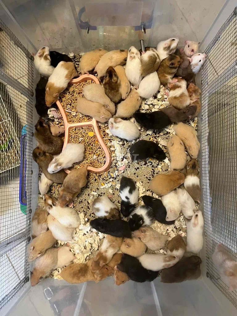 Chuột Hamster Bear Nhiều màu Cả hai. Mua bán Thú cưng khác tại Thành phố Bảo Lộc Lâm Đồng được đăng bởi Uyên Nhi hình 1