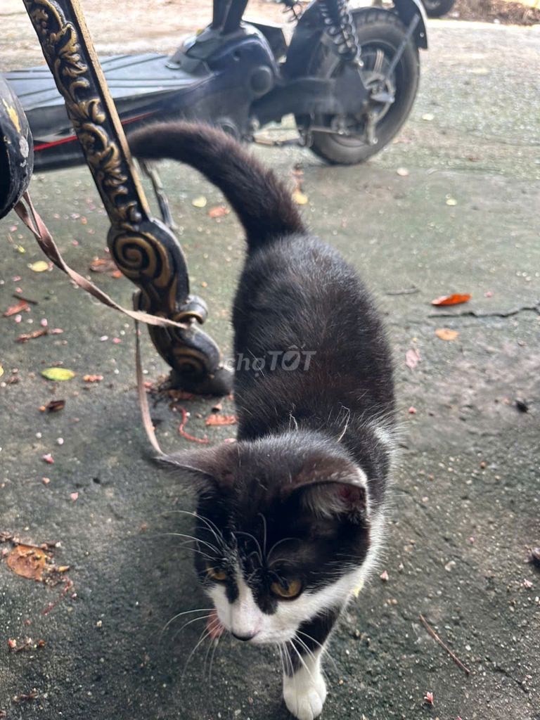 Mèo Bengal và Mèo anh