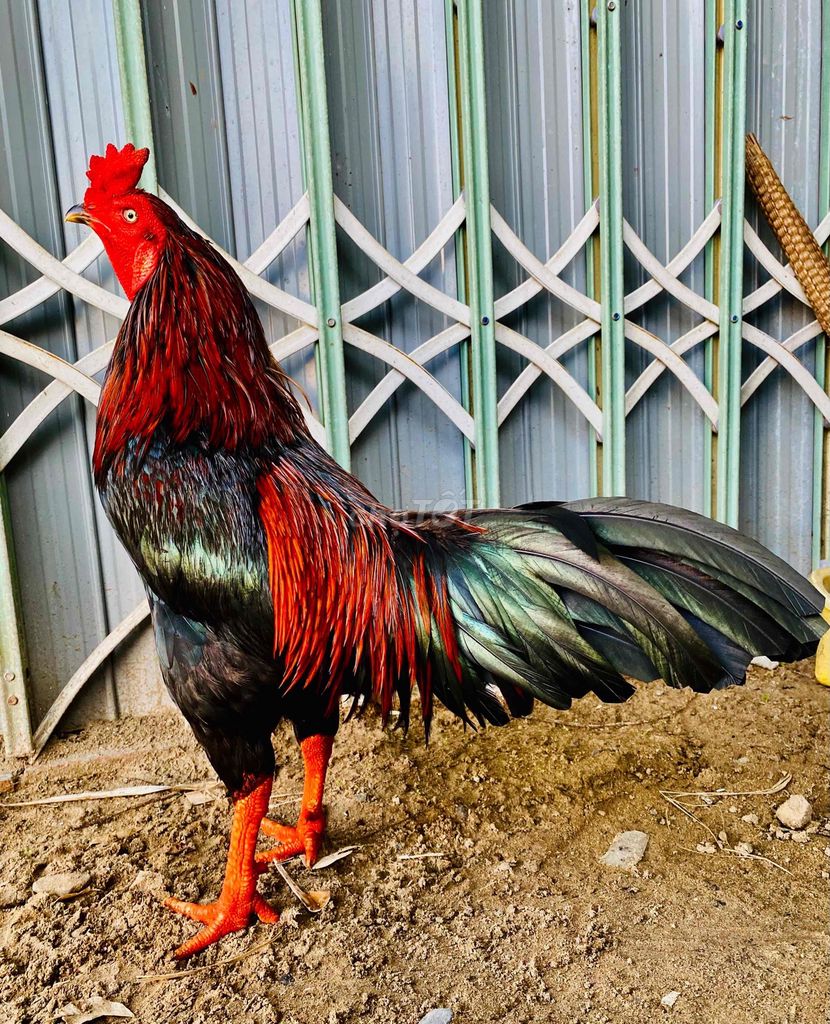 xanh  que  độc  biên. Mua bán Gà tại Quận Cái Răng Cần Thơ được đăng bởi kê vip  7979 hình 1