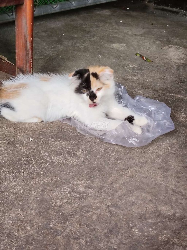 Mèo Tam thể 2 tháng. Mua bán Mèo tại Huyện Nhơn Trạch Đồng Nai được đăng bởi Hien Ngô Thị Thu hình 1