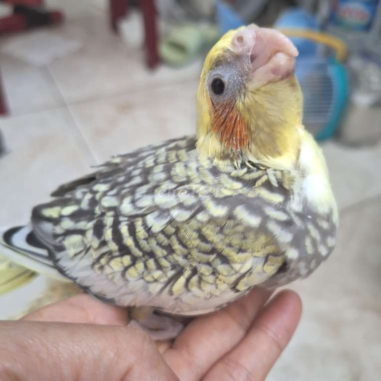 VẸT MÀO COCKATIEL