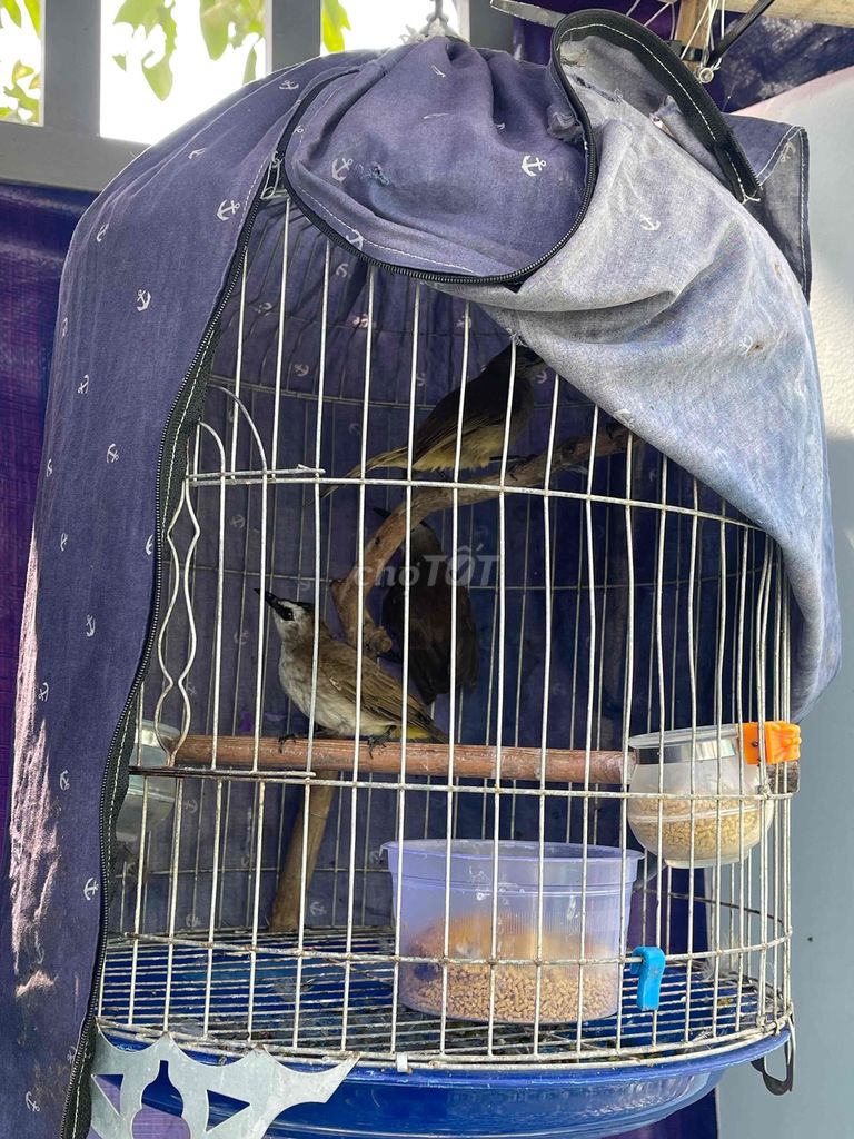 Chim hoành hoạch ăn mạnh. Mua bán Chim tại Huyện Cần Giuộc Long An được đăng bởi Phong hình 1