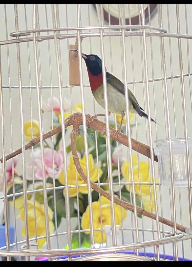 bộ hút mật đuôi chẻ thuần dạn. Mua bán Chim tại Quận 12 Tp Hồ Chí Minh được đăng bởi Triển hình 1