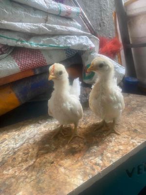 Đôi trống mái :₫₫. Mua bán Gà tại Huyện Thanh Trì Hà Nội được đăng bởi Nguyễn Đình Kiên