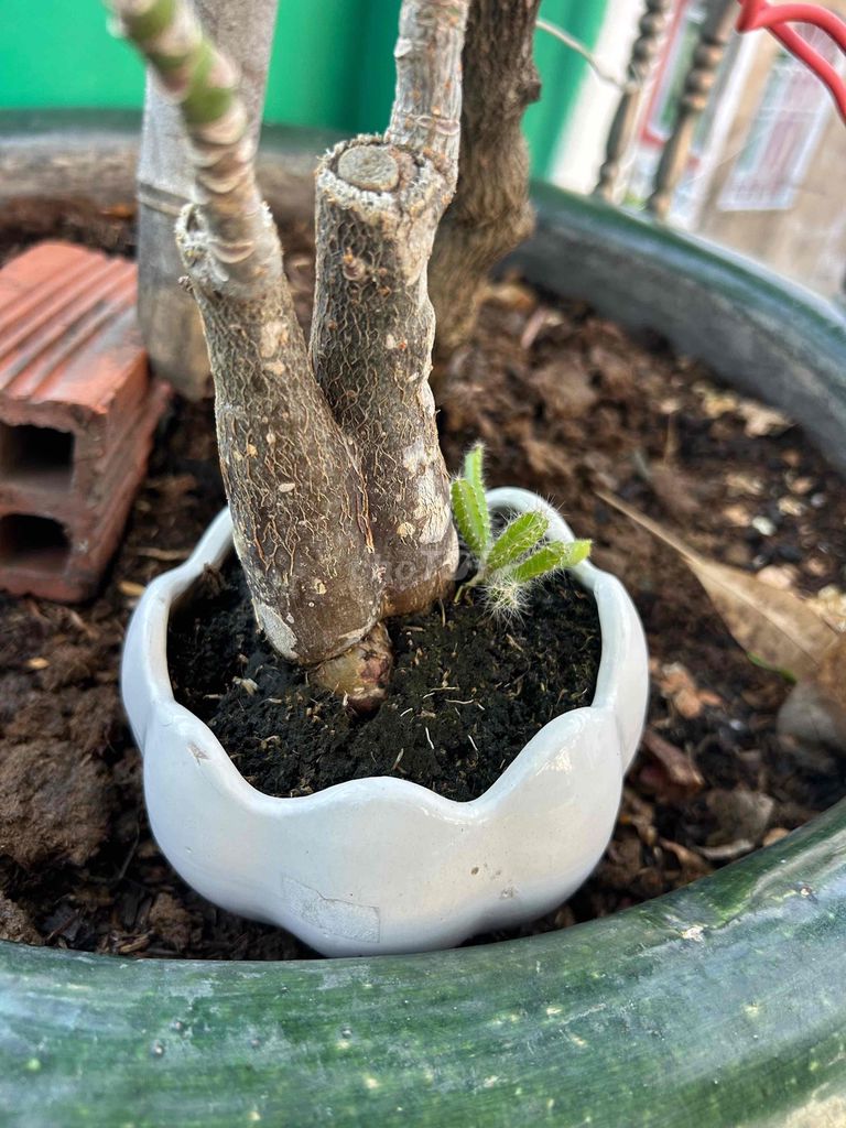 Cây cảnh thanh lọc không khí xanh lá. Mua bán Cây cảnh, đồ trang trí tại Quận 6 Tp Hồ Chí Minh được đăng bởi Gia Vy hình 1