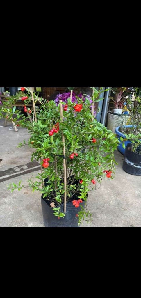 Cây lựu ❤️Ấn Độ❤️ Đỏ❤️. Mua bán Cây cảnh, đồ trang trí tại Quận Gò Vấp Tp Hồ Chí Minh được đăng bởi Tô Kem  hình 1