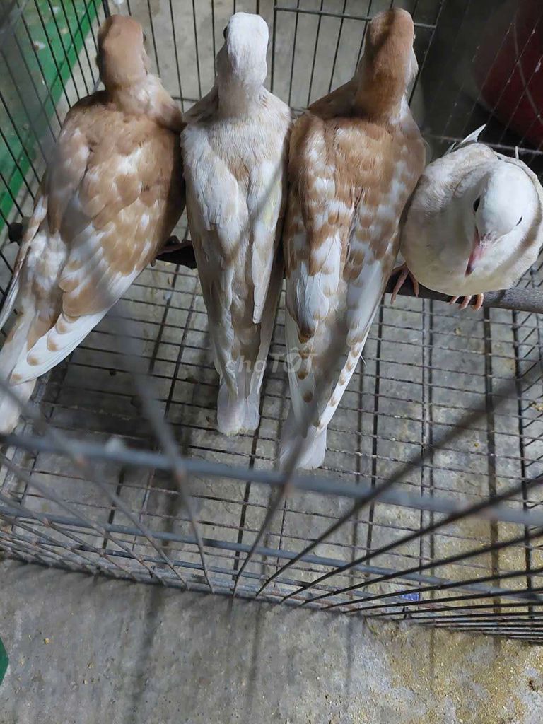 cu pháp trưởng thành cặp zin 1107. Mua bán Chim tại Thành phố Thủ Đức Tp Hồ Chí Minh được đăng bởi Thùy Nhiên hình 1
