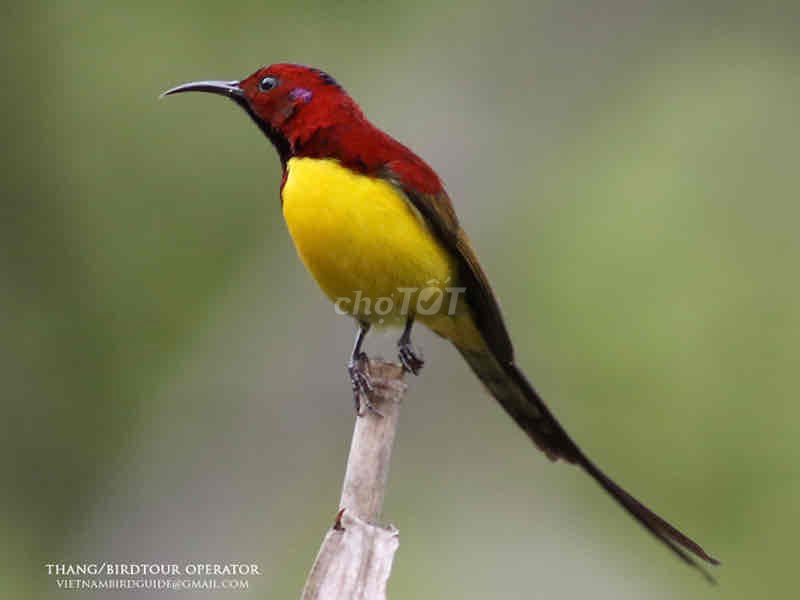 chim đẹp hót hay. Mua bán Chim tại Quận Gò Vấp Tp Hồ Chí Minh được đăng bởi Đình Long hình 1