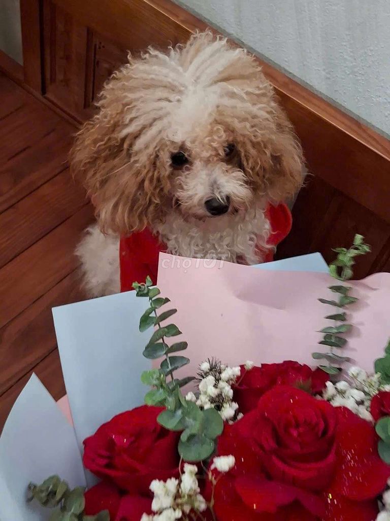 Tìm chủ mới cho cún cưng. Mua bán Chó tại Quận Thanh Khê Đà Nẵng được đăng bởi nga vo van hình 4