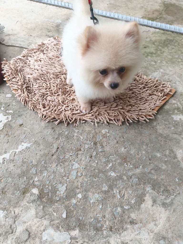 Chó Phốc Sóc cái đã tiêm 2 mũi. Mua bán Chó tại Huyện Chợ Lách Bến Tre được đăng bởi Happy hình 1