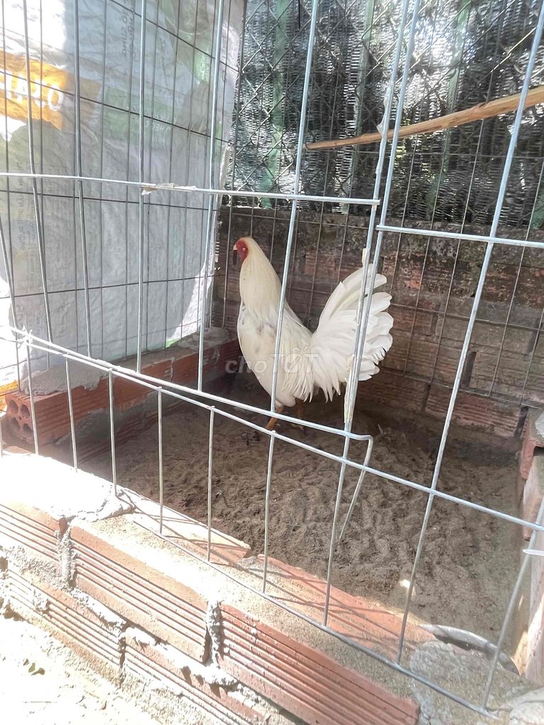 Gà Trắng 1.4kg. Mua bán Gà tại Huyện Chợ Gạo Tiền Giang được đăng bởi vũ vũ hình 1