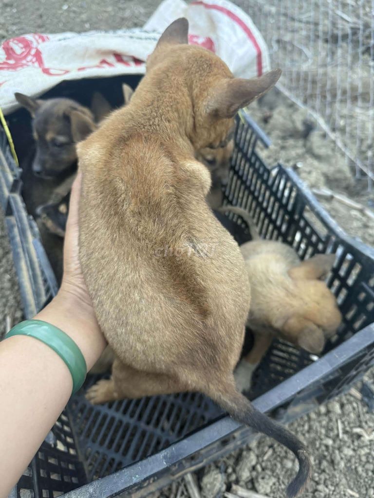 Chó Phú Quốc xoáy lưng nâu vàng. Mua bán Chó tại Huyện Đam Rông Lâm Đồng được đăng bởi phamthihuong hình 1