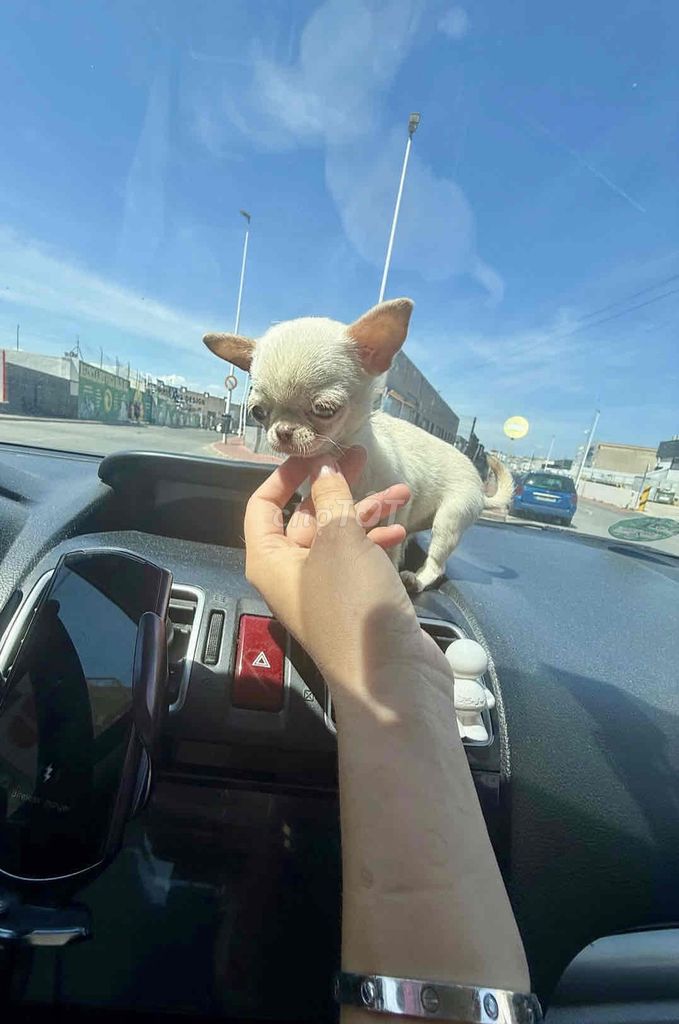 Chó Chihuahua Teacup Trắng kem 3 tháng có giấy. Mua bán Chó tại Thành phố Bà Rịa Bà Rịa - Vũng Tàu được đăng bởi Chaien Pet Shop hình 1