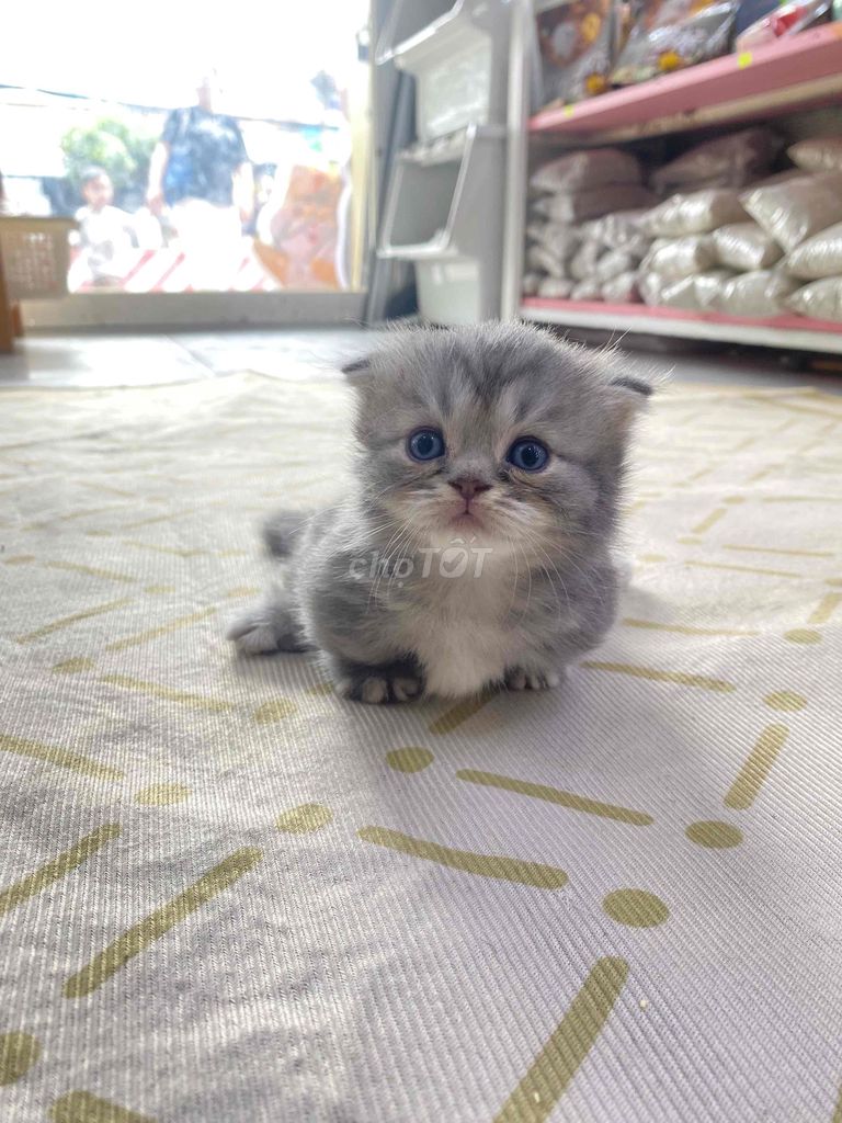 Mèo Munchkin Xám trắng 1 tháng tuổi. Mua bán Mèo tại Huyện Nhà Bè Tp Hồ Chí Minh được đăng bởi Khoa hình 1