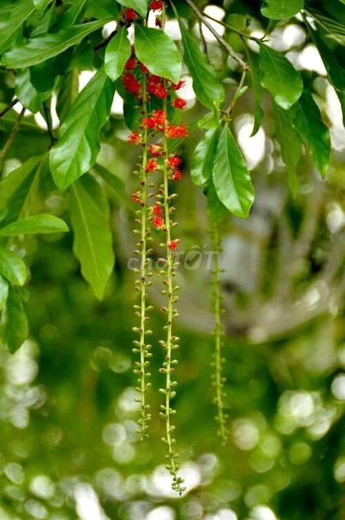 Cây Lộc Vừng 15-20 năm hoa Đỏ. Mua bán Cây cảnh, đồ trang trí tại Quận Liên Chiểu Đà Nẵng được đăng bởi Phú hình 1