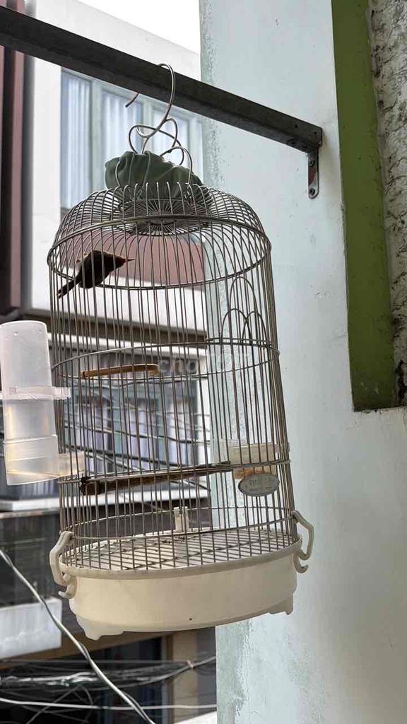 Chim cảnh Chim sdd. Mua bán Chim tại Quận Tân Bình Tp Hồ Chí Minh được đăng bởi Nguyen van linh hình 1