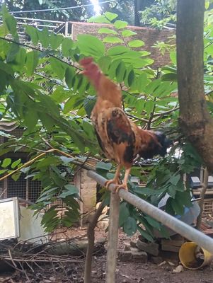 Bắc tít. Mua bán Gà tại Huyện Chương Mỹ Hà Nội được đăng bởi Nguyễn Văn Dũng