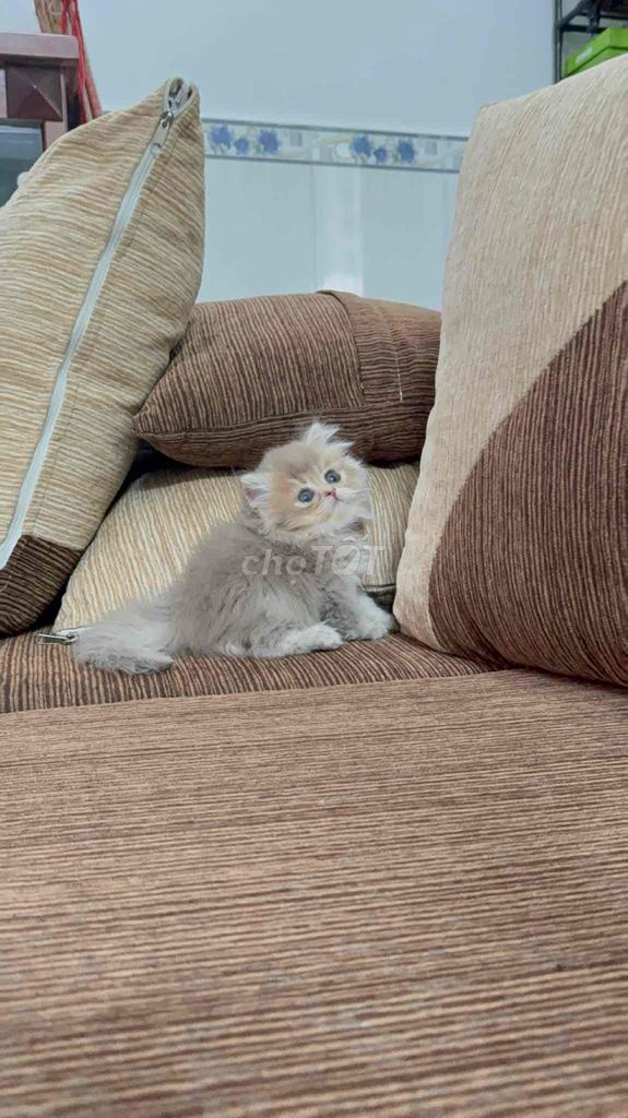 mèo anh lông dài màu gonden lilac. Mua bán Mèo tại Thành phố Bảo Lộc Lâm Đồng được đăng bởi Yến Nhi hình 1