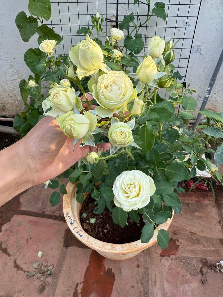 Cây cảnh Hoa hồng Vàng nhạt ra hoa sẽ mê . Mua bán Cây cảnh, đồ trang trí tại Huyện Xuyên Mộc Bà Rịa - Vũng Tàu được đăng bởi Minh hai hình 1