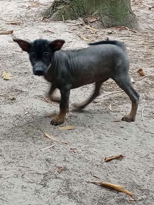 Chó trọc không lông