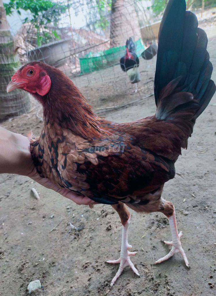Gà tre cỏ 1.3kg Nâu, đen, đỏ. Mua bán Gà tại Huyện Châu Thành Tiền Giang được đăng bởi T hình 1